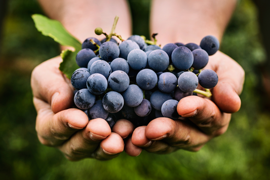 Resveratrol: ¿El antioxidante clave para una vida saludable?
